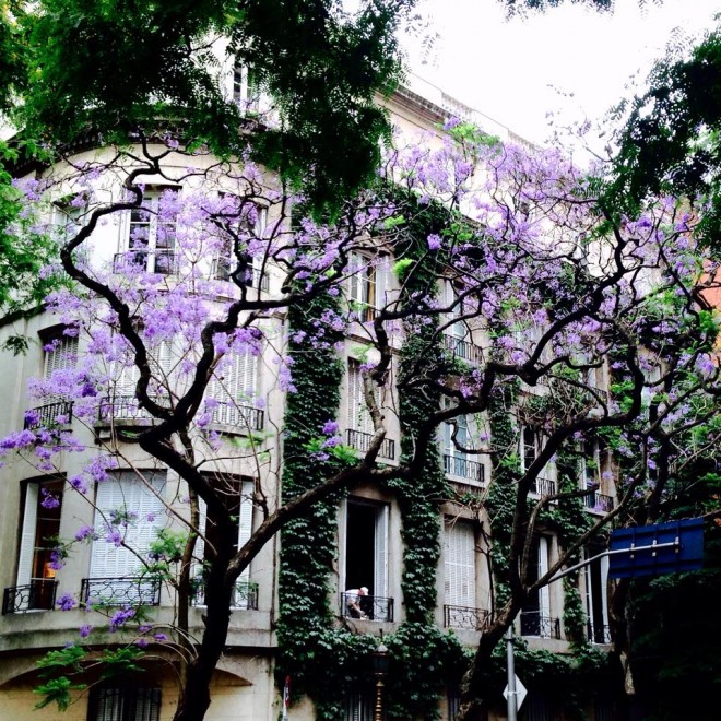 Jacarandas en primavera en Buenos Aires